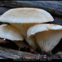 Pleurotus dryinus (Pers.) P. Kumm. 1871