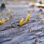 Calocera cornea