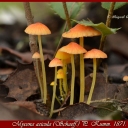 Mycena acicula