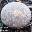 lycoperdonechinatum