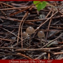 Mycena leucogala (Cke.) Sacc. 1887