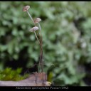 Marasmius quercophilus Pouzar (1982)