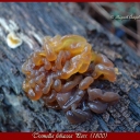 Tremella foliacea Pers. (1800)