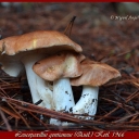 Leucopaxillus gentianeus