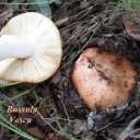 Russula Vesca