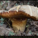 Boletus radicans Pers .Fr.