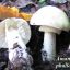 Amanita phalloides