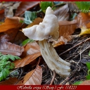 helvella crispa