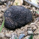 picoa juniperi.