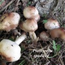 Psathyrella spadicea