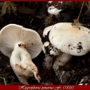 hygrophorus Penarius