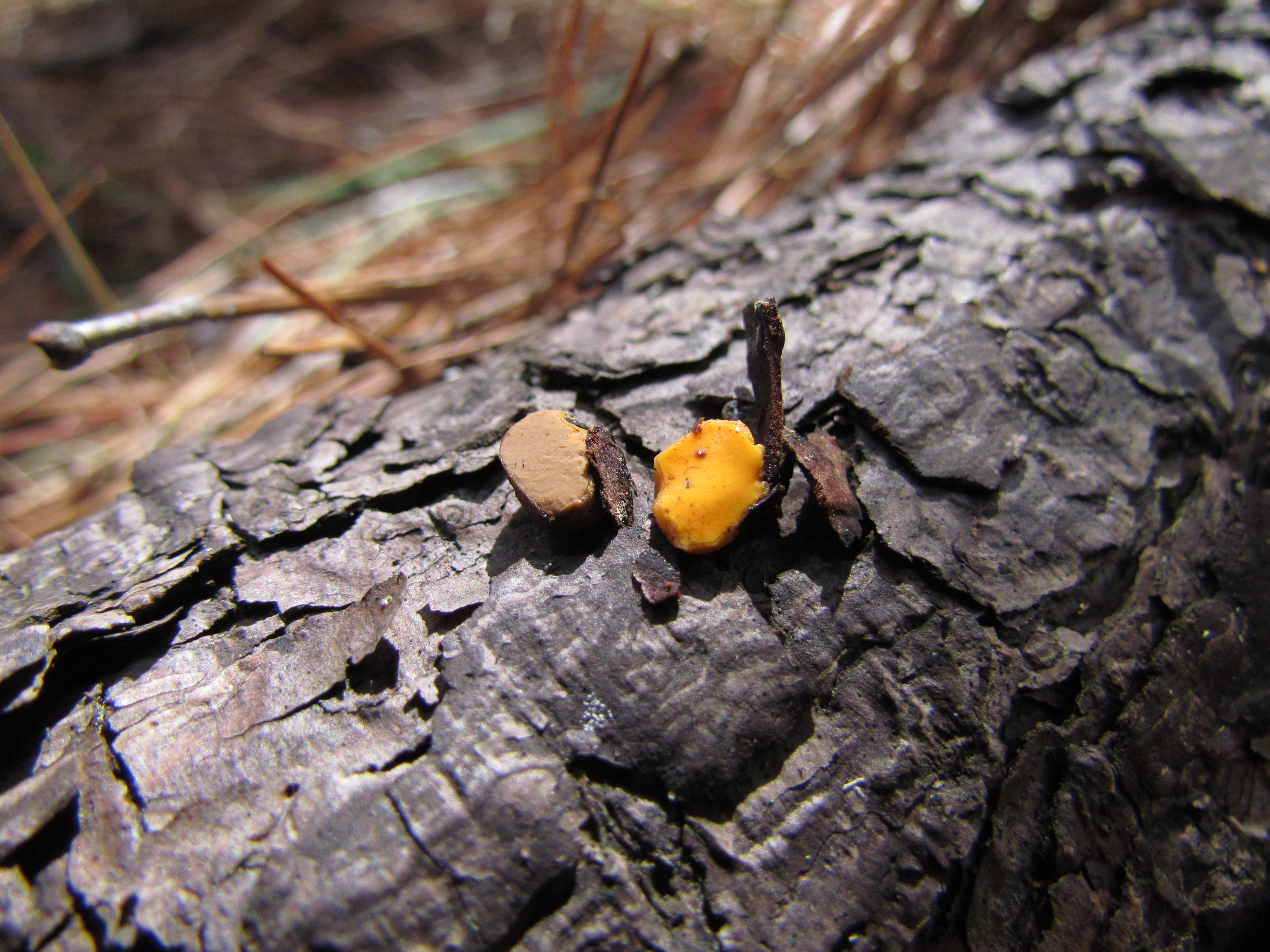 Lycogala epidendrum ?? - Foro de micología