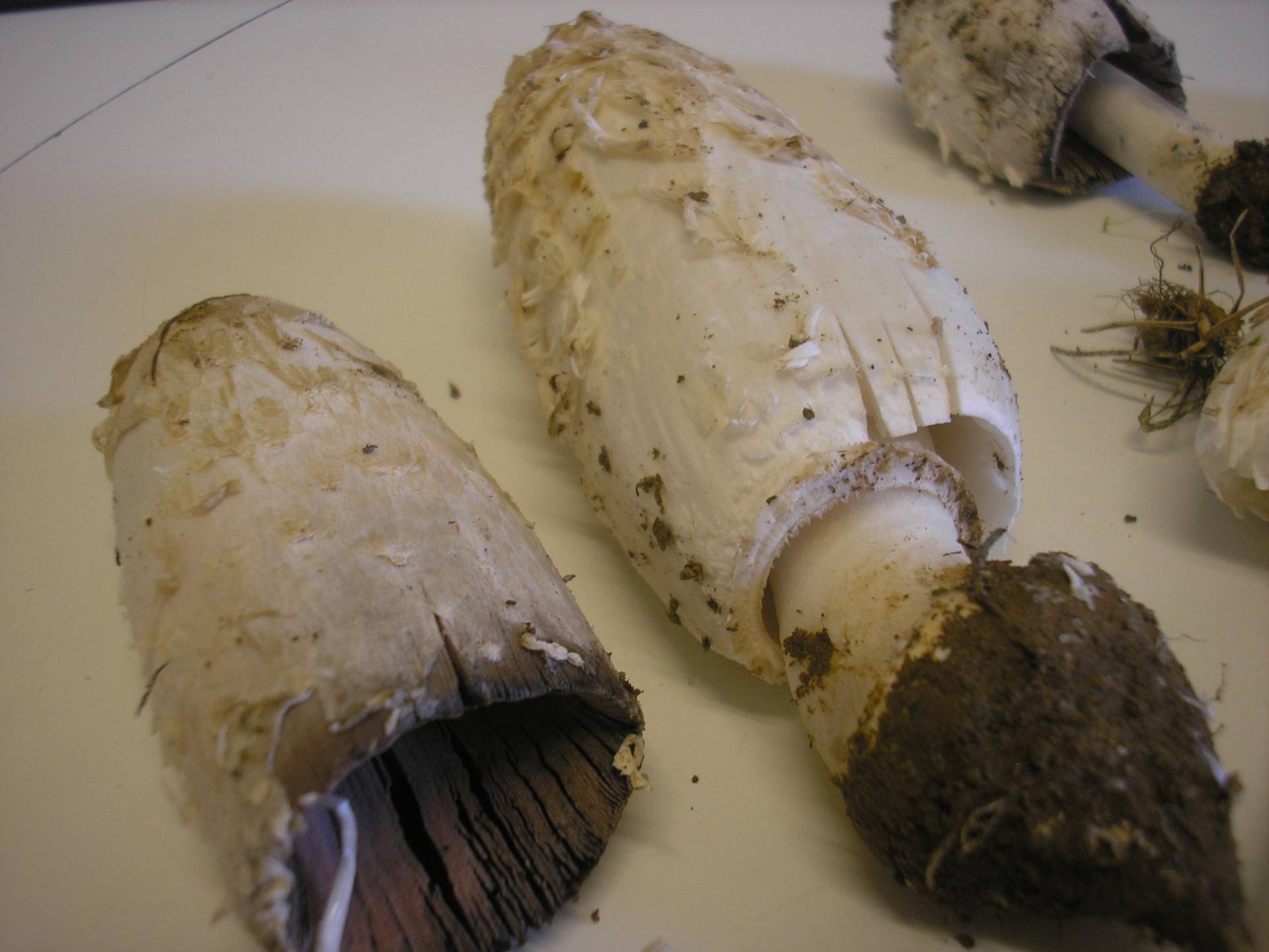 Coprinus Comatus - Foro de micología